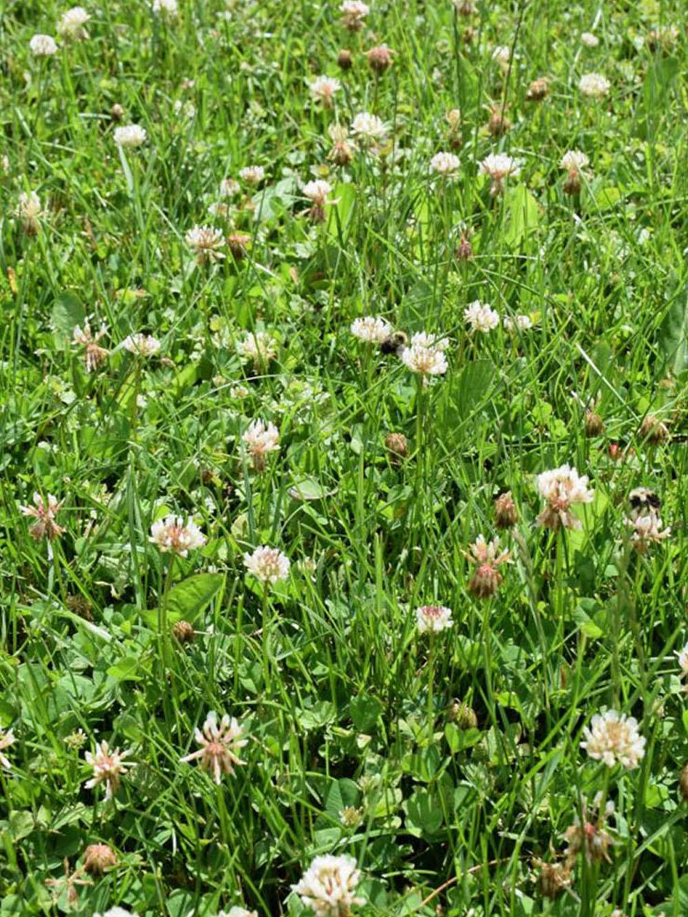 Dutch White Clover